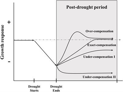 Compensatory growth as a response to post-drought in grassland